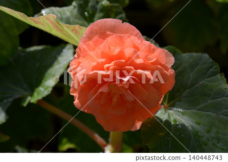 Bulgaria Begonia Bulgaria Begonia 140448743