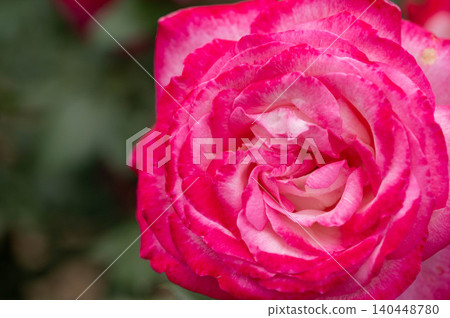 Roses in the rose garden (Olympic flame) Roses in the rose garden (Olympic flame) 140448780