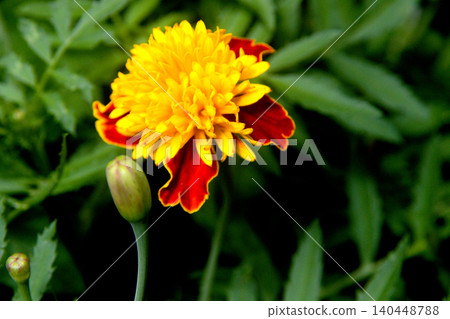 Flower and Bud of Tiger-Eyes Marigold Flower and Bud of Tiger-Eyes Marigold 140448788