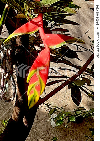 Bright Red False Bird of Paradise Flower Bright Red False Bird of Paradise Flower 140448794