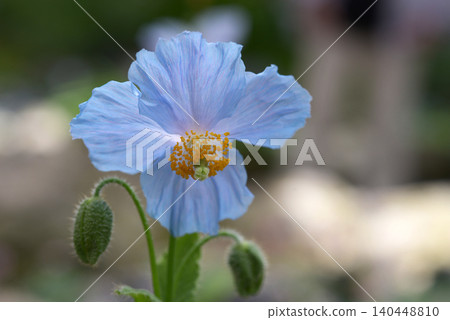 Himalayan's poppy Himalayan's poppy 140448810