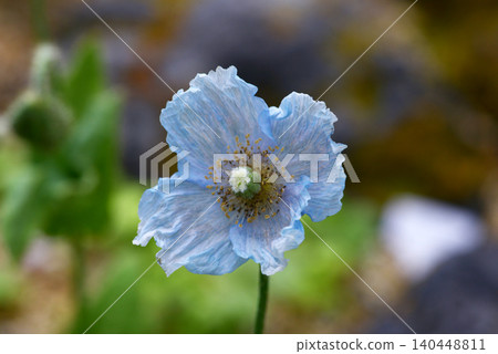 Himalayan's poppy Himalayan's poppy 140448811