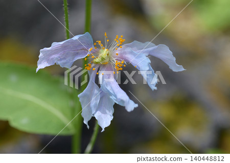 Himalayan's poppy Himalayan's poppy 140448812