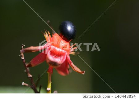 Okuna Serrata Okuna Serrata 140448854