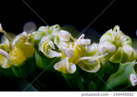 歐芹花的微距照片 歐芹花的微距照片 140448882