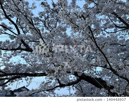 Cherry Blossoms Cherry Blossoms 140448937