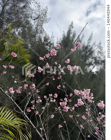 櫻花 櫻花 140448944