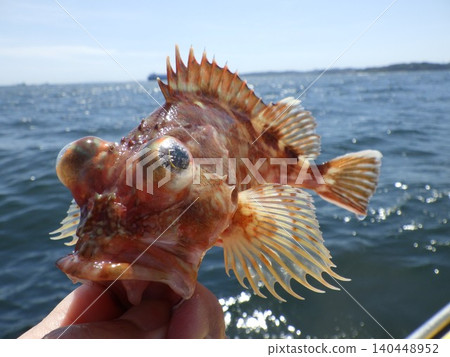 活石斑魚 活石斑魚 140448952