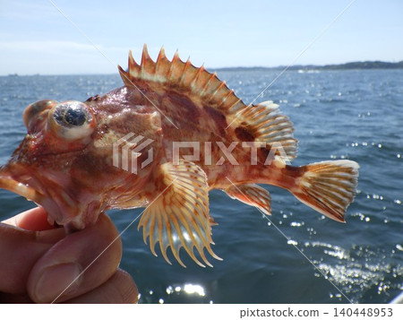 一隻手拿著一條魚 一隻手拿著一條魚 140448953