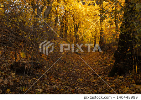 Golden autumn forest path bathed in warm sunlight fairy tale scene 140448989