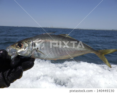 Caught horse mackerel Caught horse mackerel 140449130