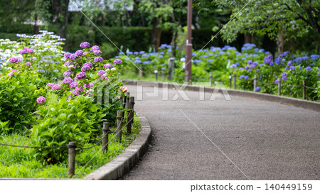 Sagamihara Kita Park的繡球花 Sagamihara Kita Park的繡球花 140449159