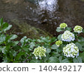 Hydrangea season: View from the walking path (horizontal orientation) [Isokawa Green Park/Tochigi] 140449217