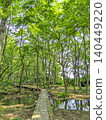 A wooden boardwalk surrounded by tall trees and its reflection on the water's surface. A walking path amidst fresh greenery. Vertical orientation. [Isokawa Green Park/Tochigi] 140449220
