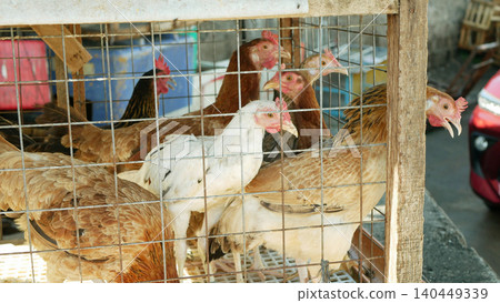 Chicken bird caged Gallus gallus sidewalk vendor roadside shop selling red junglefowl weighs live local domesticus animal coop standing resting waiting for buyers at assorted raising livestock animal Chicken bird caged Gallus gallus sidewalk vendor roadside shop selling red junglefowl weighs live local domesticus animal coop standing resting waiting for buyers at assorted raising livestock animal 140449339