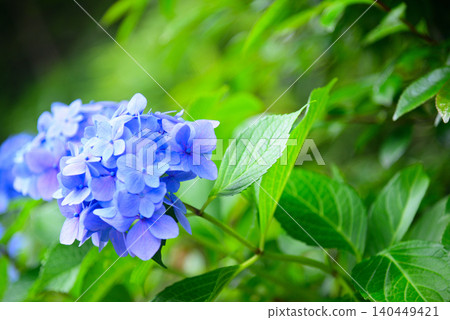 繡球花,雨季之花 繡球花,雨季之花 140449421