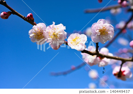 Plum blossoms in the blue sky Plum blossoms in the blue sky 140449437