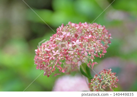 初夏盛開的粉紅繡球花 初夏盛開的粉紅繡球花 140449835