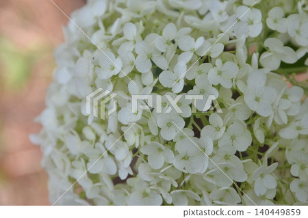 White hydrangea blooming in early summer White hydrangea blooming in early summer 140449859