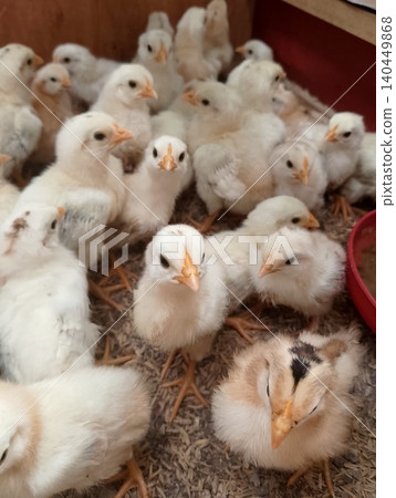 Healthy Baby Chickens Growing in Brooder Box 140449868