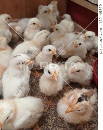 Flock of White Chicks During Early Development 140449869