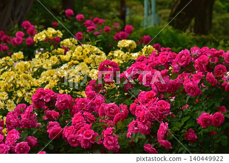 A beautiful rose garden A beautiful rose garden 140449922
