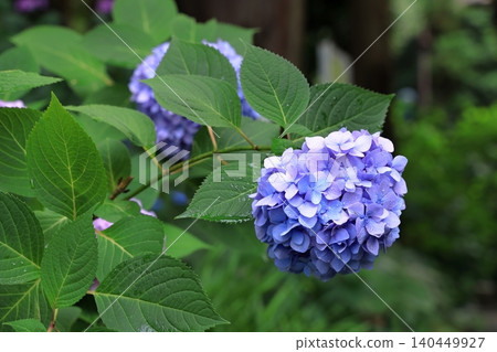 Hydrangeas in full bloom during a break in the rainy season Hydrangeas in full bloom during a break in the rainy season 140449927
