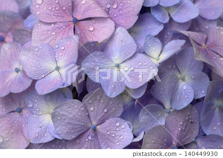 Hydrangeas after the rain, with raindrops still clinging to them. Hydrangeas after the rain, with raindrops still clinging to them. 140449930