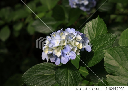 Hydrangeas blooming during the rainy season Hydrangeas blooming during the rainy season 140449931