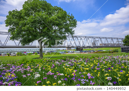 小岩鳶尾花園：湛藍的天空和五彩繽紛的鳶尾花遍佈大地。 140449932