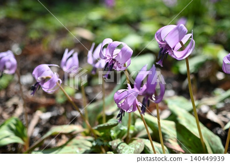 Dogtooth violet flowers blooming in a spring garden Dogtooth violet flowers blooming in a spring garden 140449939