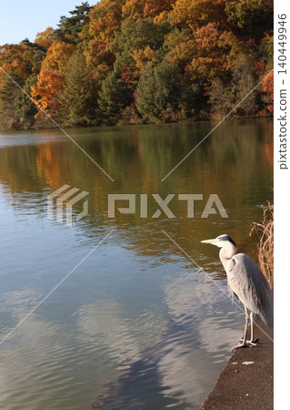 Autumnal leaves trees and ponds Autumnal leaves trees and ponds 140449946