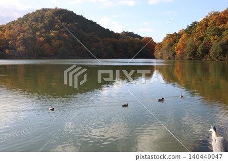 Autumnal leaves trees and ponds 140449947
