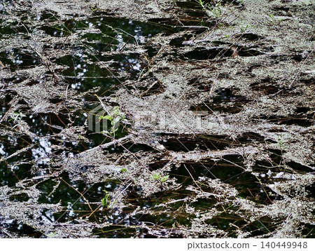 Floating pond debris and aquatic vegetation on dark water surface Floating pond debris and aquatic vegetation on dark water surface 140449948