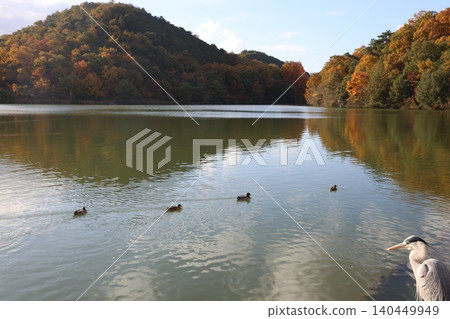 Autumnal leaves trees and ponds 140449949