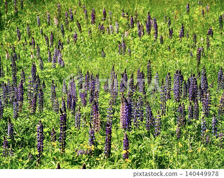 Field of purple lupine blooms in sunlit meadow 140449978