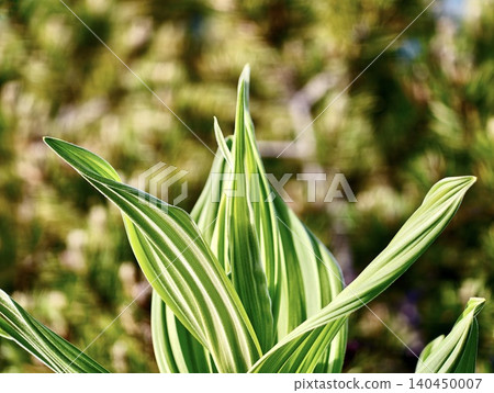 Variegated green leaves with sunlight and blurred natural background Variegated green leaves with sunlight and blurred natural background 140450007