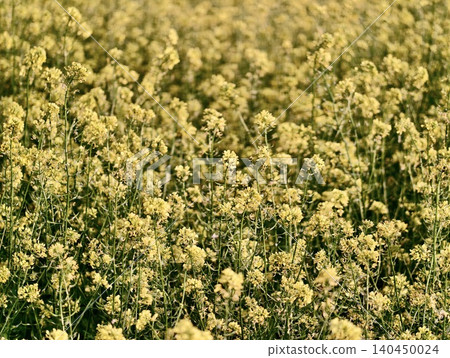 Yellow flowering field of wild mustard under soft daylight 140450024