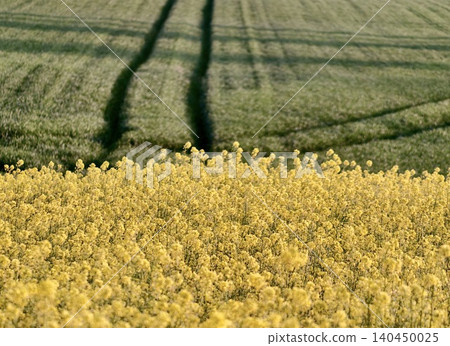 Yellow rapeseed field with green wheat and tractor tracks 140450025