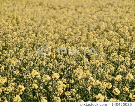 Expansive field of yellow flowering canola under soft daylight 140450026