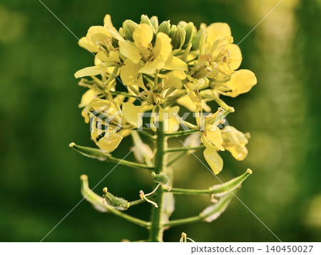 Close-up of yellow mustard flower cluster on green stem Close-up of yellow mustard flower cluster on green stem 140450027