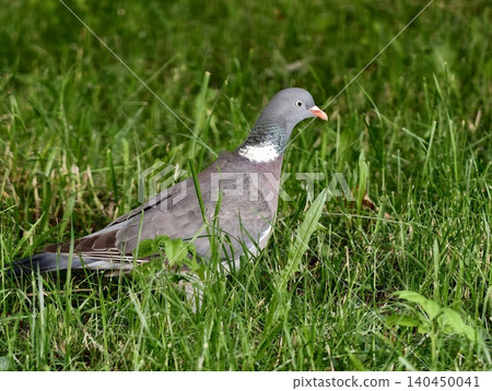 Wood pigeon walking in green grass with white neck patch Wood pigeon walking in green grass with white neck patch 140450041