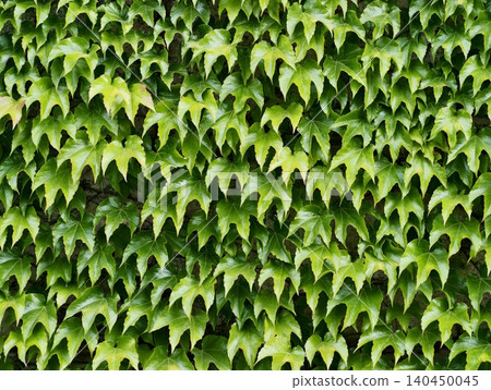 Dense green ivy leaves covering a wall Dense green ivy leaves covering a wall 140450045