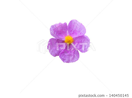 Cistus albidus grey leaved cistus pink flower isolated on white Cistus albidus grey leaved cistus pink flower isolated on white 140450145
