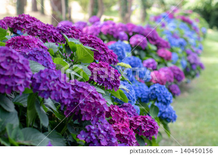 Perspective view of purple and blue Hydrangea macrophylla hedge Perspective view of purple and blue Hydrangea macrophylla hedge 140450156