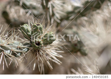 Sunlit Cylindropuntia branches covered with dense spines in selective focus Sunlit Cylindropuntia branches covered with dense spines in selective focus 140450165