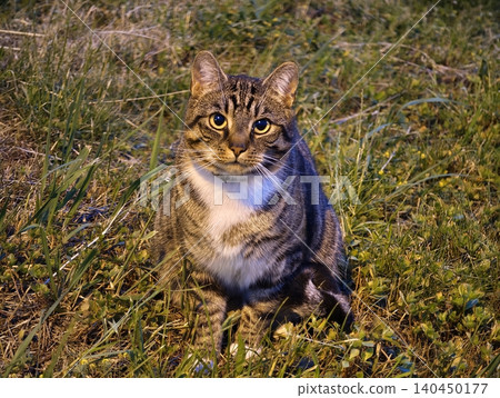 Tabby cat sitting alert in grassy field at dusk Tabby cat sitting alert in grassy field at dusk 140450177