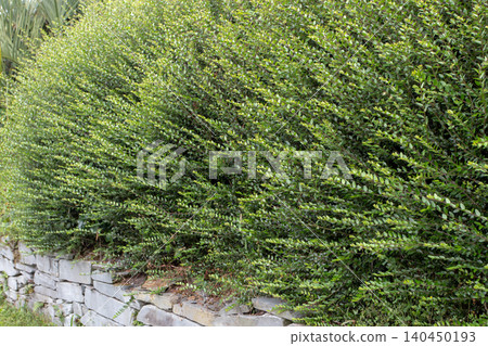 Dense Lonicera nitida shrubs cascading over a stone garden wall Dense Lonicera nitida shrubs cascading over a stone garden wall 140450193