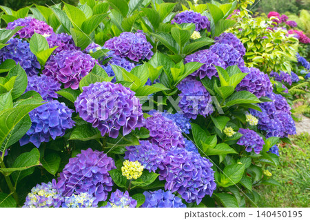 Blue and purple Hydrangea macrophylla blooms with pink hortensia background Blue and purple Hydrangea macrophylla blooms with pink hortensia background 140450195