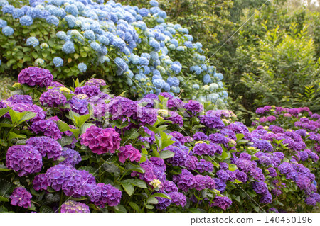 Purple Hydrangea macrophylla border with blue hortensia in background Purple Hydrangea macrophylla border with blue hortensia in background 140450196